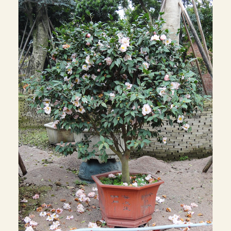 Camellia japonica 茶花, 山茶花